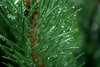 Pine