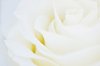 Rose heaven white