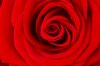 Love is red 2