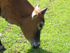 Cow Closeup
