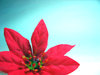 Red Poinsettia