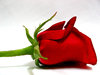 Red Rose 2