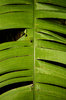 Green Leaf