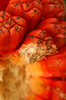 Orange Fruit