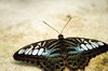 Single Butterfly
