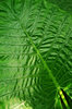 Green Leaf