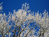 Frost