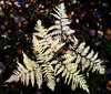 Fern leaf in autumn
