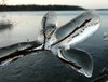 Ice sculptures