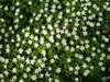 White anemones