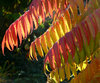 Leafs and sunshine