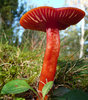 Red mushroom