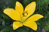 Yellow lilium