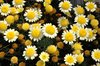 Little Daisies