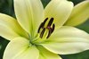 White Lilium