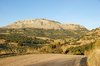 Olive grove