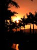 Sunset over Palm Trees