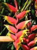 Exotic Flower