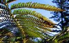 A Fern Seen from Below