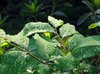 Raindrops on Leaves