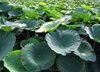 Field of Lotus Flowers