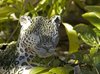 Ceramic Leopard