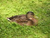 Mallard Duck