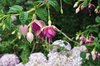 Fuchsias