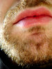 bearded