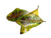 leaf 4