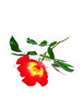 flower 1