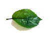 leaf 2