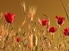 poppies 2