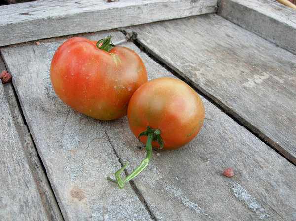 tomato: tomato