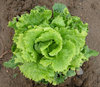 Lettuce