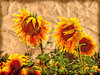 sunflowers