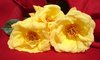 Yellow rose