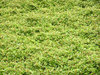 Leaves texture