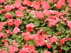 Flowerbed