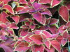 Red Leaves