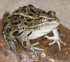wet frog on stone
