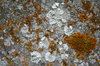 Lichens