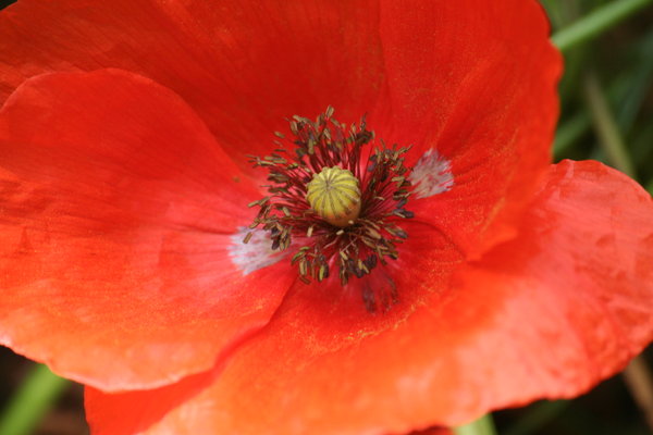 Poppy: the lovely red poppy and the seeds