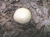 Puffball
