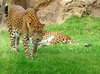 Leopards