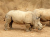 Rhinos