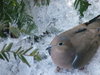 Mourning Dove