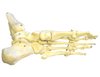 Dem Bones!