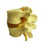 Lumbar model