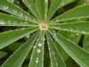 Pretty pearls poised precariou